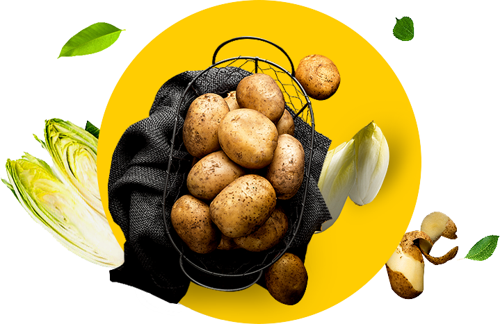 Pommes de terre - Chicore de la meilleure qualit